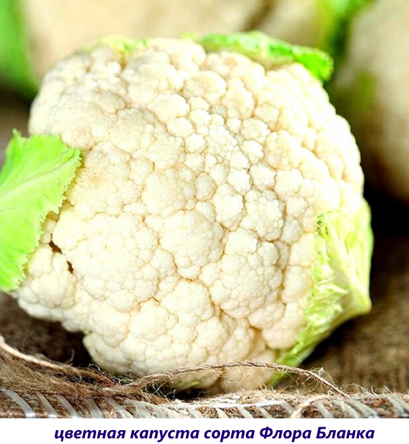 chou flore blanca
