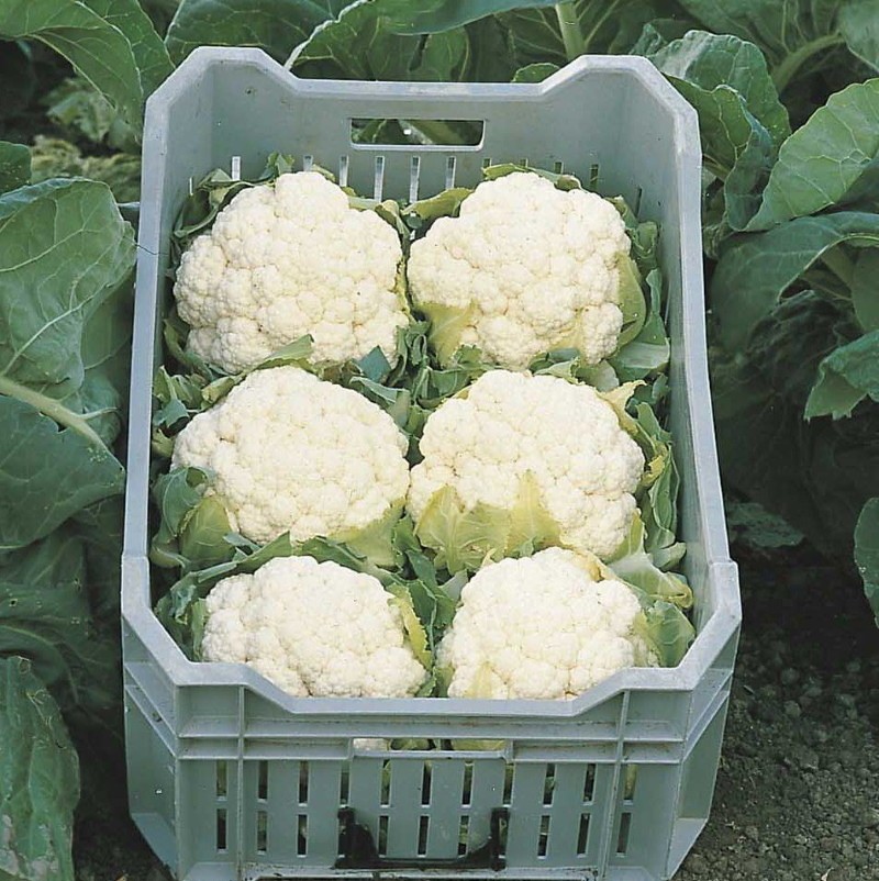Variétés hollandaises de chou-fleur