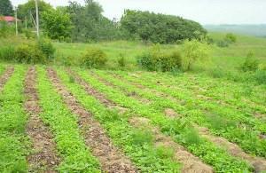 camas