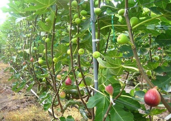 treillis de plus en plus de figues