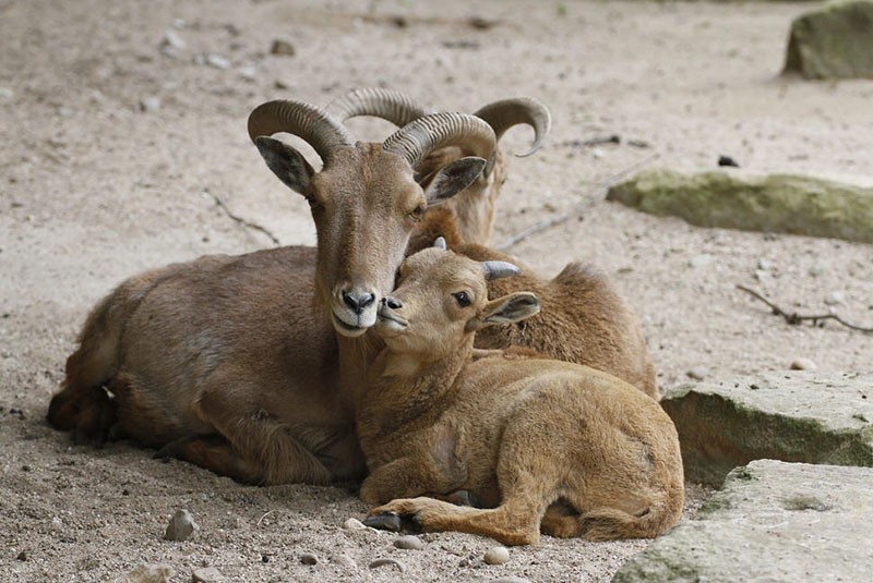 comportement des moutons de montagne