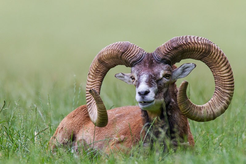 régime des moutons de montagne