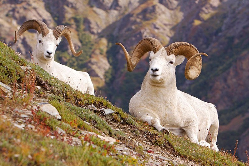 mouton de montagne in vivo