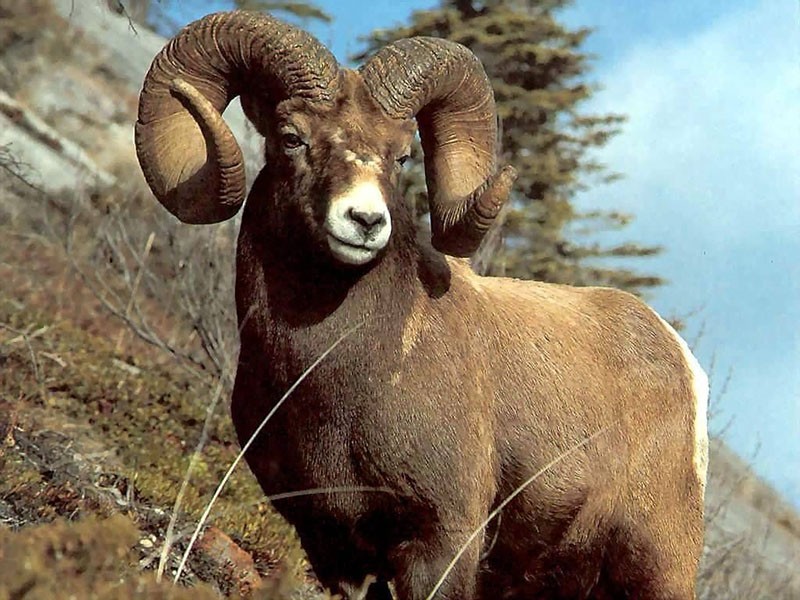 oveja de montaña Altai argali