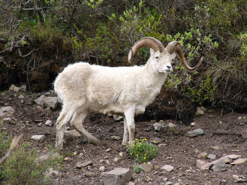 oveja montañesa de cuernos delgados