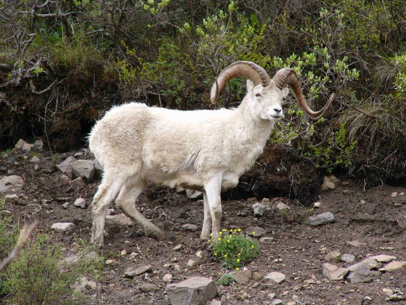 mouton de montagne à cornes minces