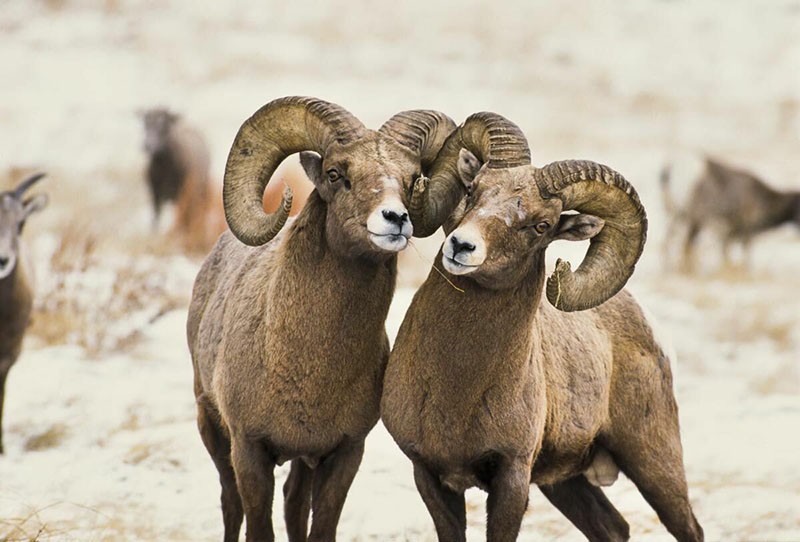 mouflon d'Amérique