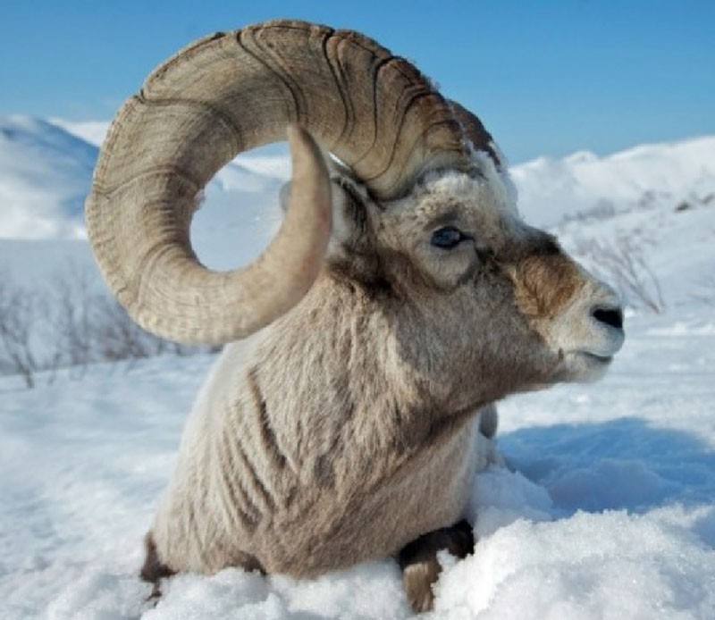 mouflon d'Amérique