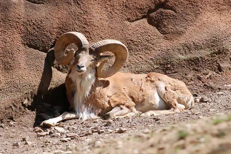 mouton de montagne argali