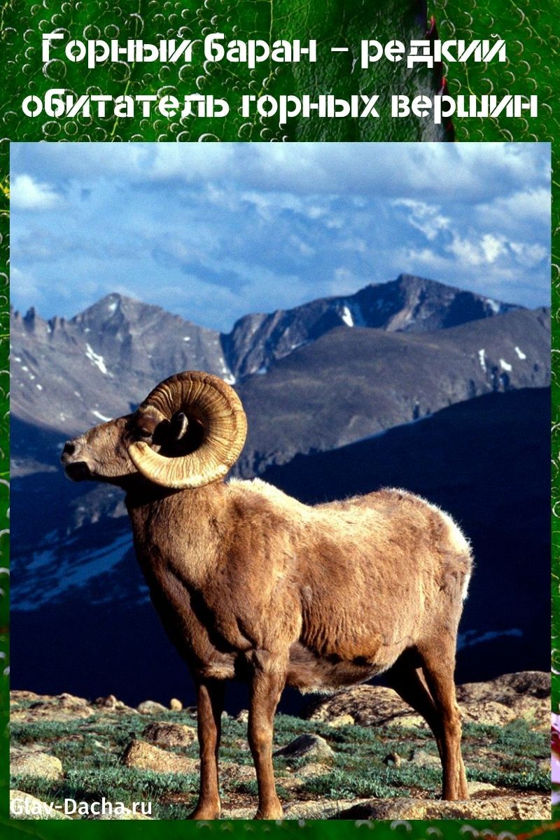 Oveja de montaña