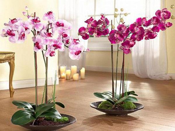 orchidées dans des bols