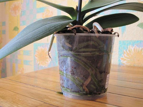 orchidée dans un pot transparent