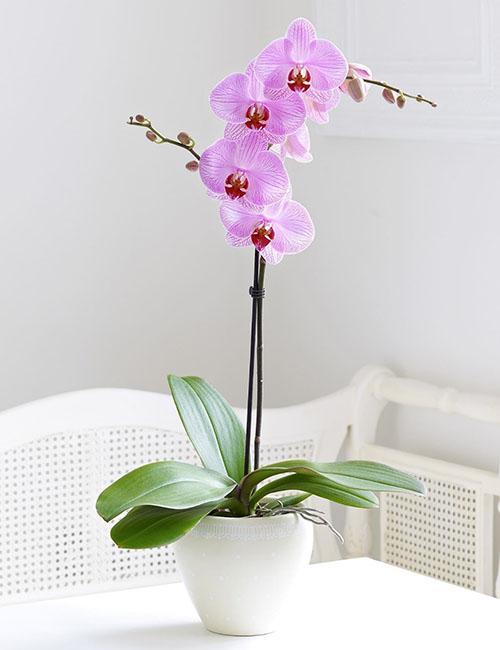 sortes d'orchidées