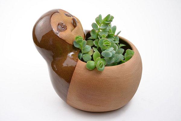 pot d'argile pour succulent