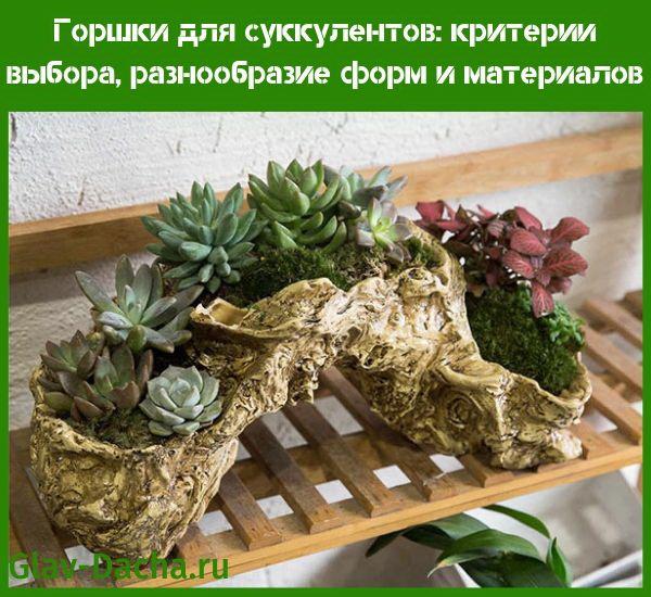 pots succulents