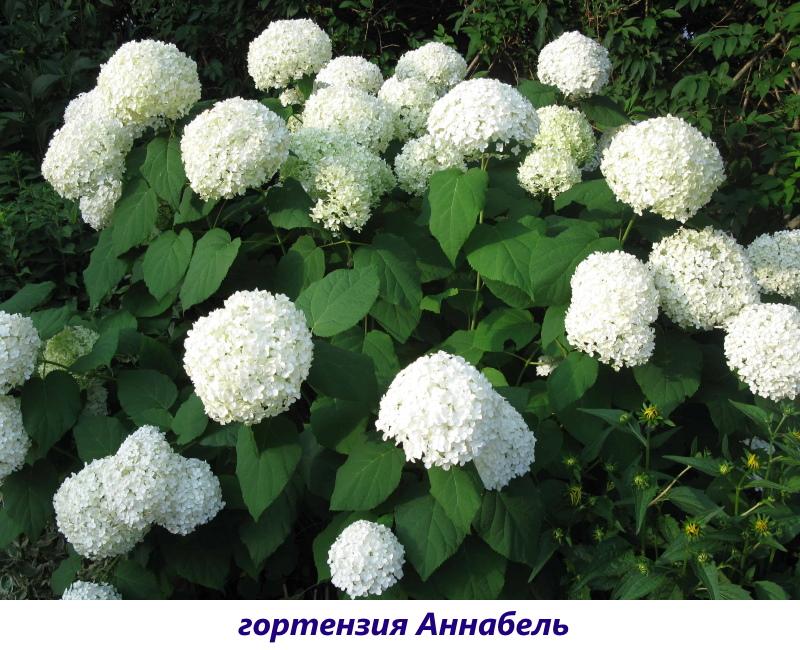 hortensia annabelle