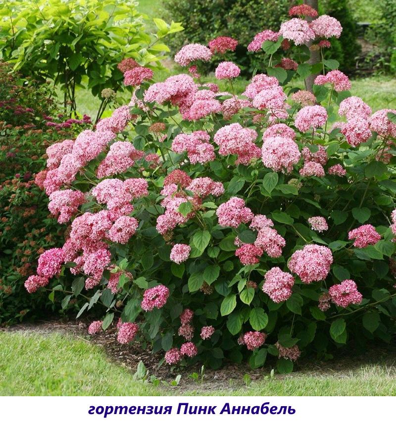 hortensia rosa annabelle