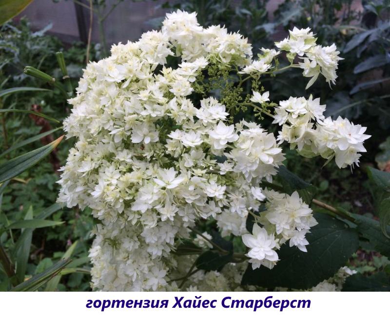 hortensia hayes starburst