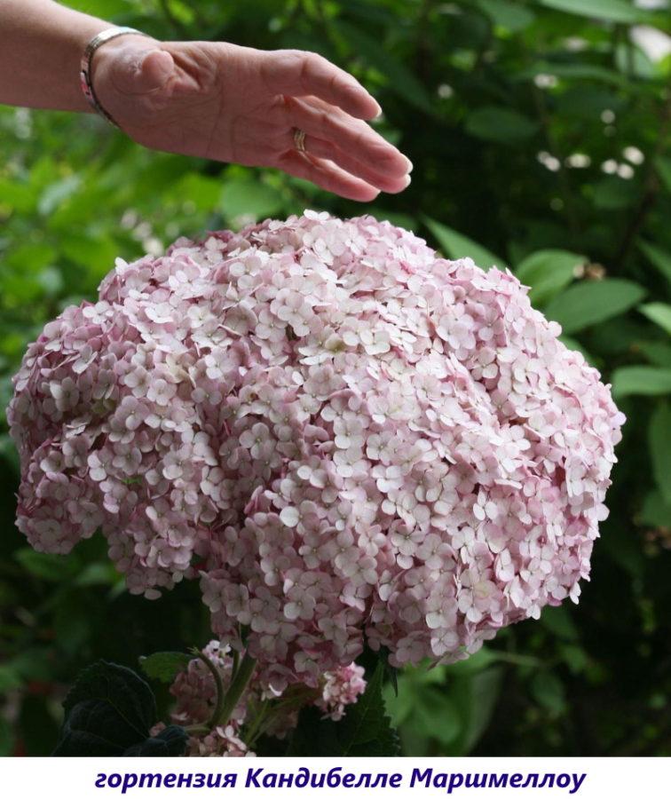 hortensias candibella malvaviscos