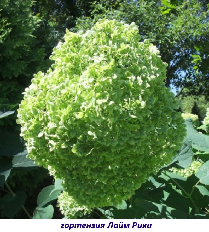 hortensia lime ricky