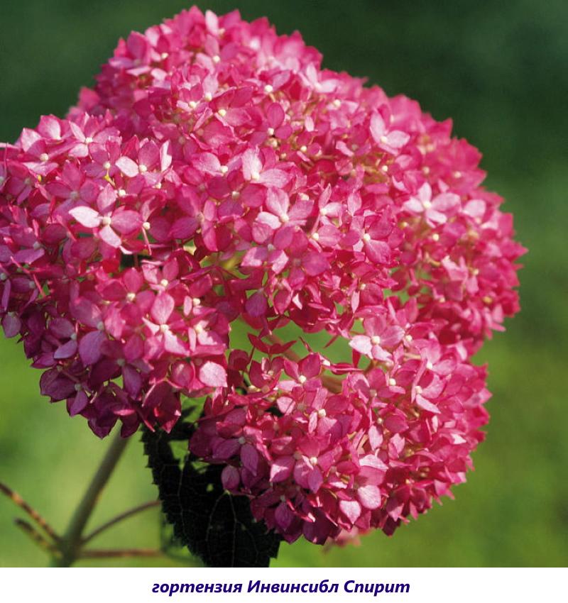 hortensia espíritu invencible