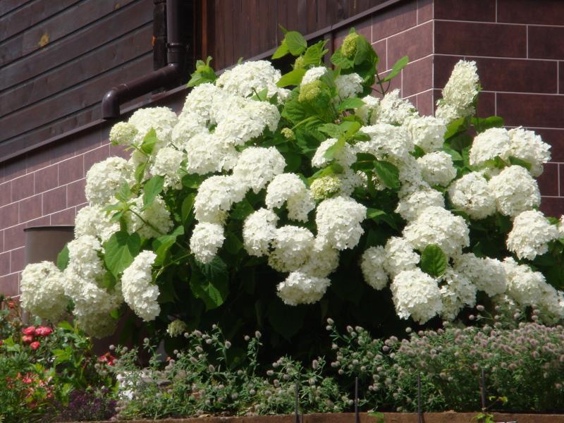 variétés d'hortensias avec photo