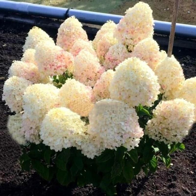 características de la hortensia de panícula