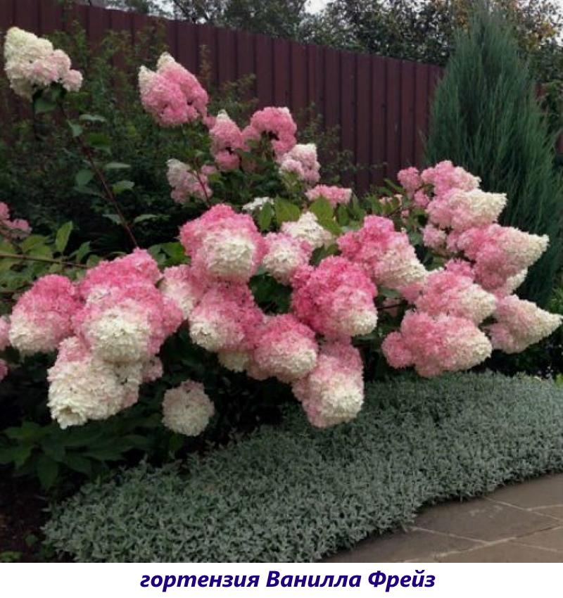 hortensia vanille frise