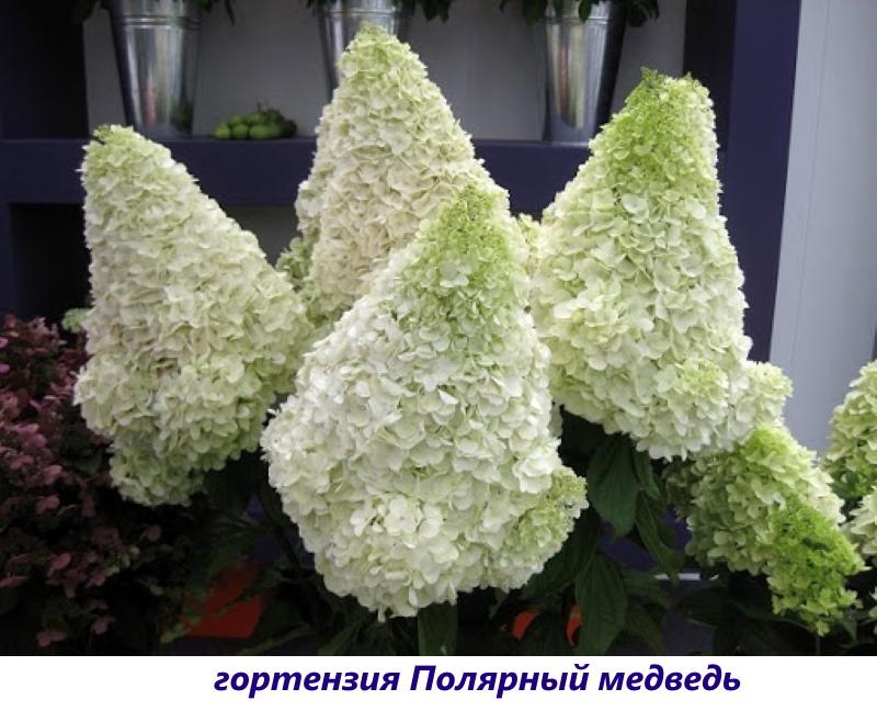 oso polar hortensia