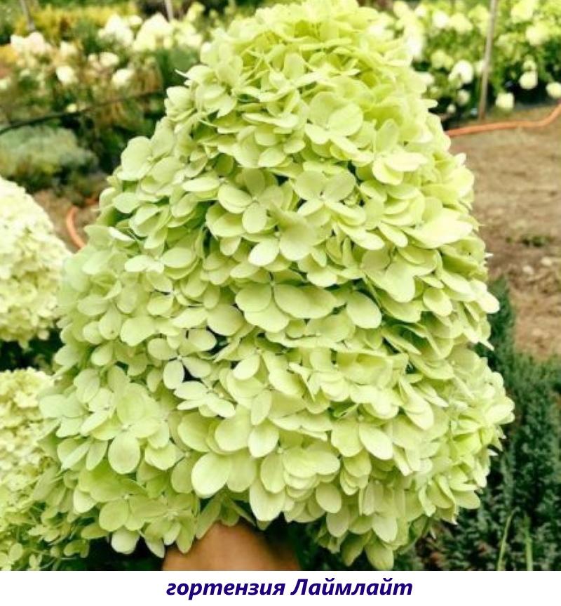 centro de atención de hortensias