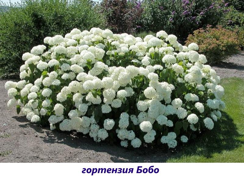 bobo de hortensias