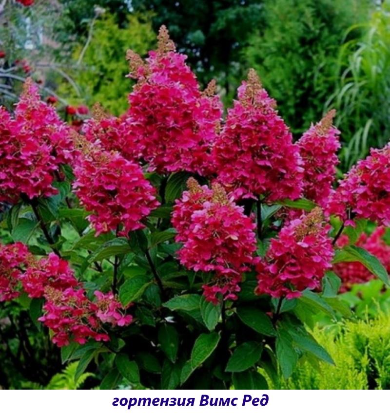 hortensias weems ed