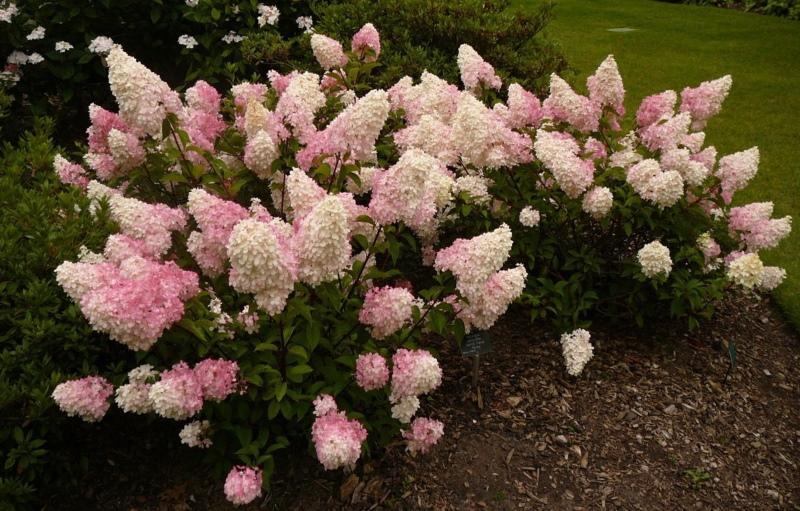 variétés d'hortensias panicule avec photo