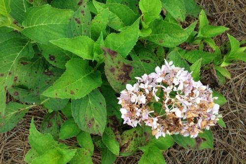 enfermedad de las hortensias