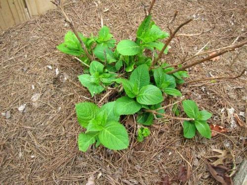 la hortensia crece mal porque