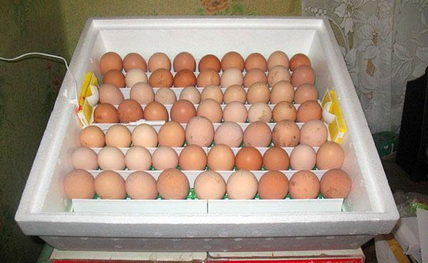 poner huevos en una incubadora