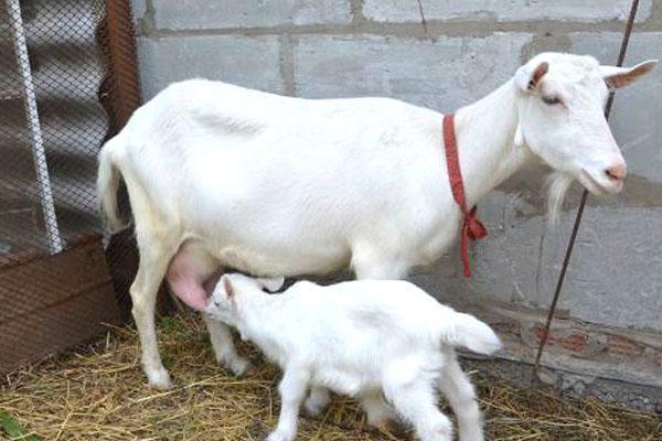 chèvre avec un enfant