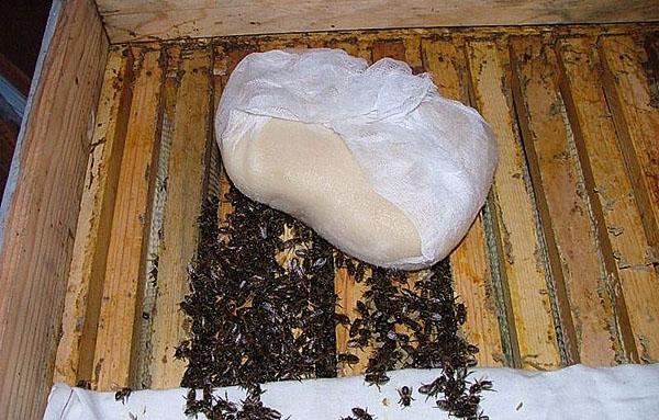 masa de azúcar para abejas