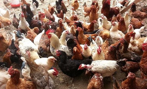 alimentando pollos