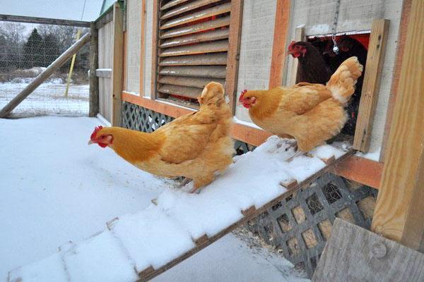 poulets qui marchent