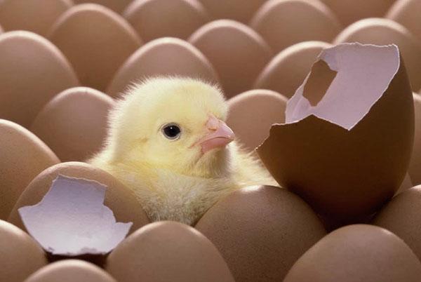 huevos para incubación