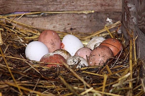recolección de huevos 2 veces al día