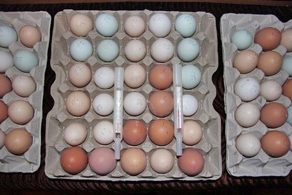 stockage des œufs pour l'incubation