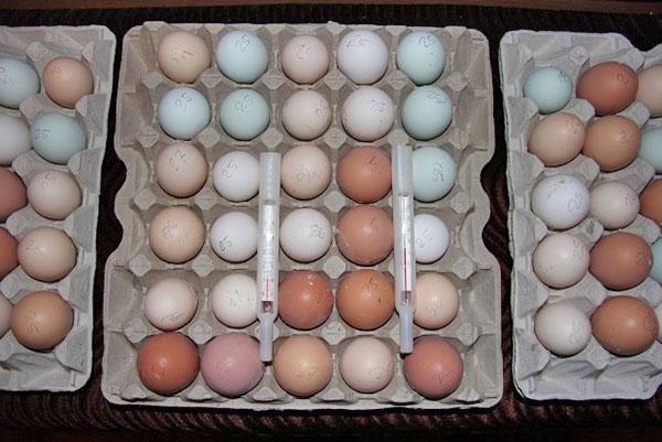almacenamiento de huevos para incubación