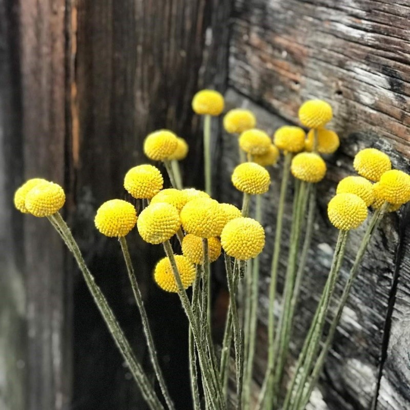 décoration de paysage