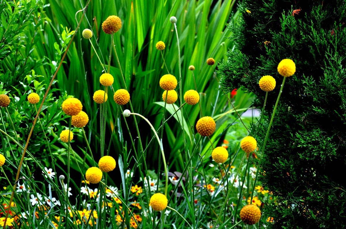 plante de la famille des asters