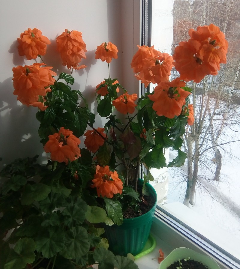 Crossandra en flor