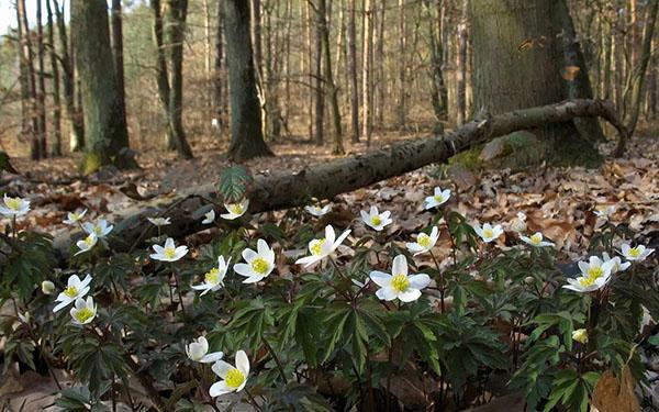 anémone de forêt