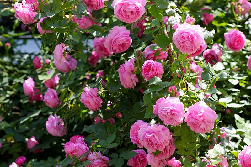 variétés de roses pour faire du vin