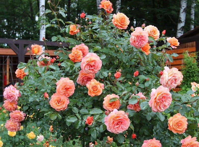 Rosas Belvedere
